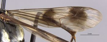 Media type: image;   Entomology 26665 Aspect: Wing front